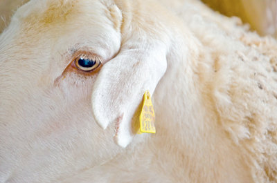 Marcaje del ganado para su perfecto seguimiento