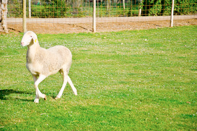 Oveja de pura raza en nuestros pastos