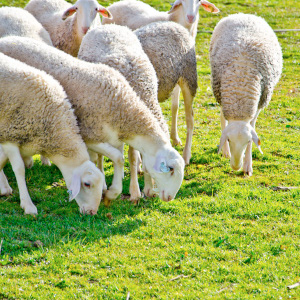 Ganado de pura raza manchega