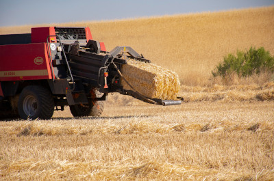 Recolectando el trigo en Las Terceras