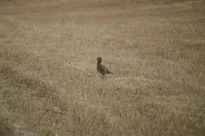 Chasse 1