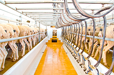 milking process