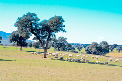 Ganado pastando por nuestra finca