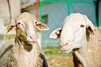 El mejor queso manchego de la mejor leche