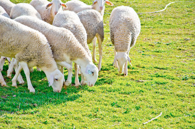 El rebaño de ovejas come en nuestra finca