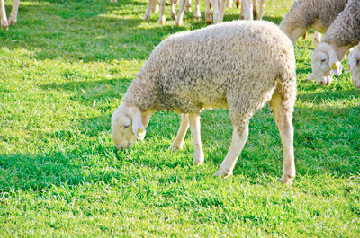 El mejor queso manchego semicurado D.O. de la mejor leche