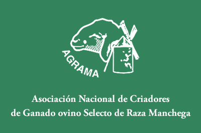 Rebaño de ovejas manchegas