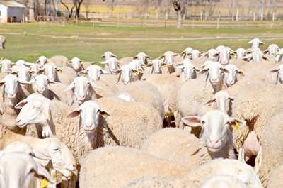 Ovejas de raza manchega para elaborar el mejor queso manchego