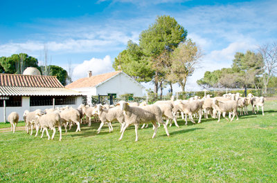 Ganado de ovejas