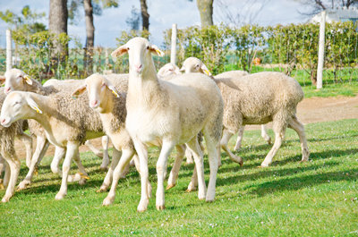 El mejor queso manchego curado del mejor rebaño de ovejas