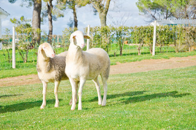 Dos ovejas tranquilas en nuestra finca