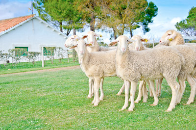 Nuestras ovejas nos garantizan la mejor leche