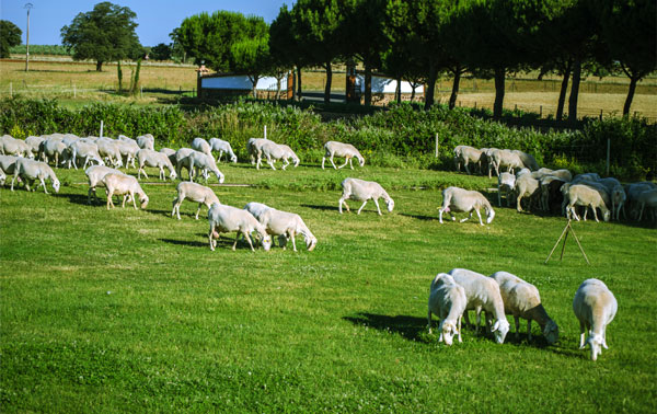 Nuestro ganado pace libremente en nuestras tierras