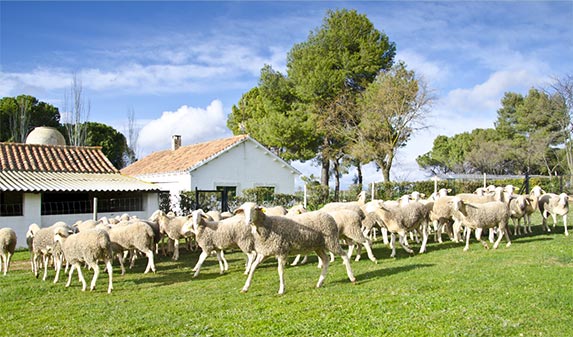 queso manchego curado pasteurizado es apto para mujeres embarazadas 