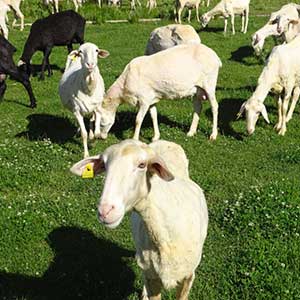 Shearing in Las Terceras