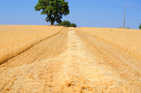 Agricultura en La Mancha