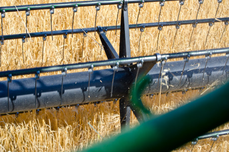 Cereal de los campos manchegos