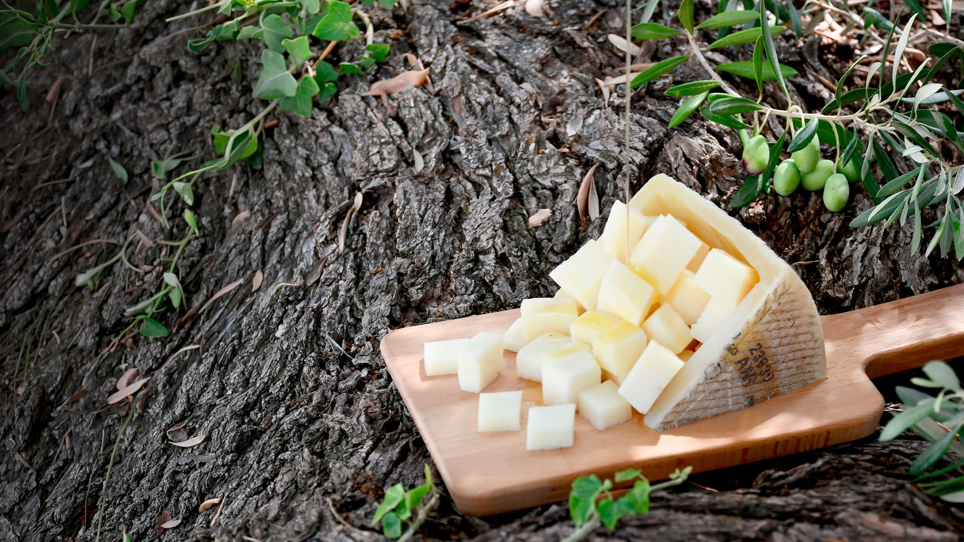 Queso manchego en dados entre olivos