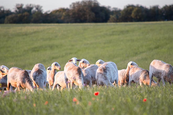 Développement durable et environnement
