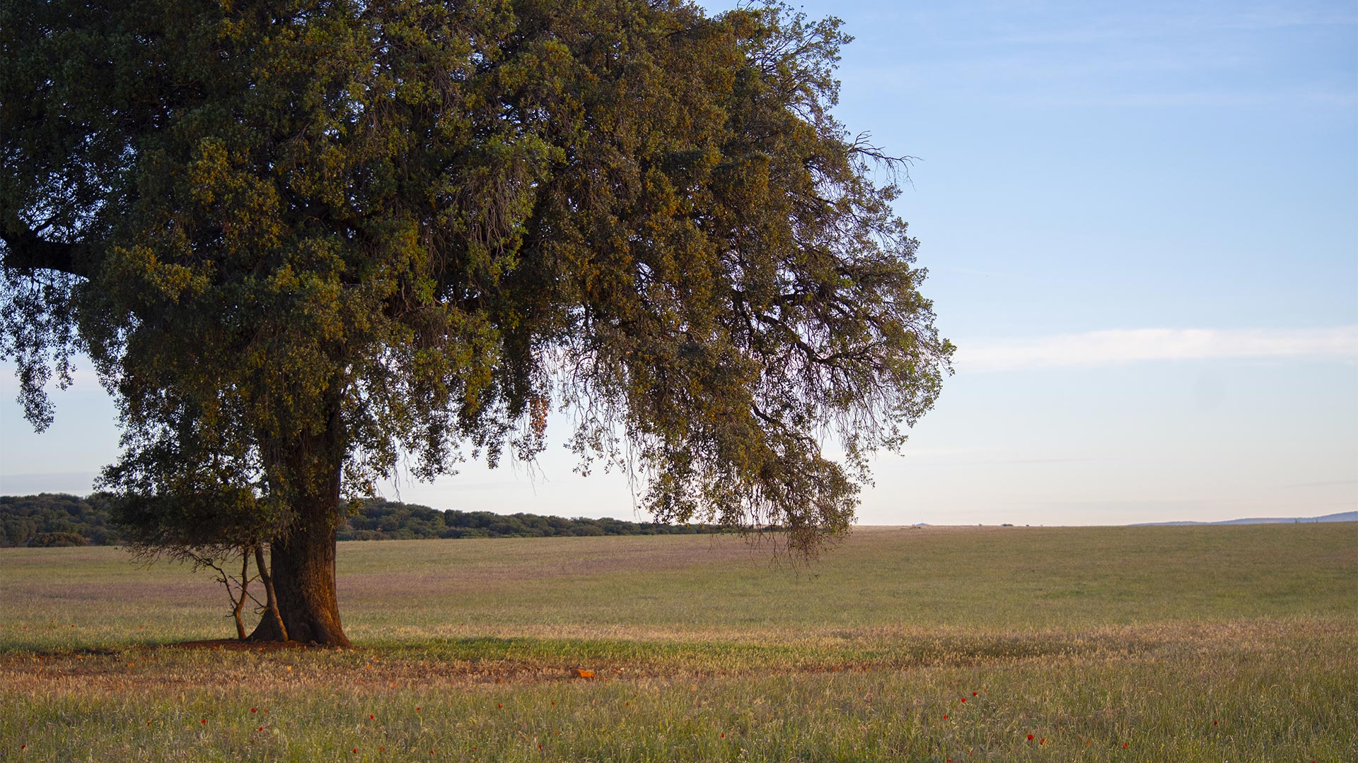 Développement durable et environnement