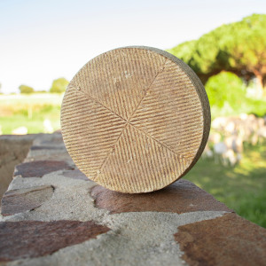 Manchego cheese properties