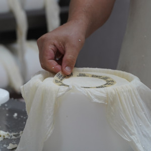 Identification of manchego cheese