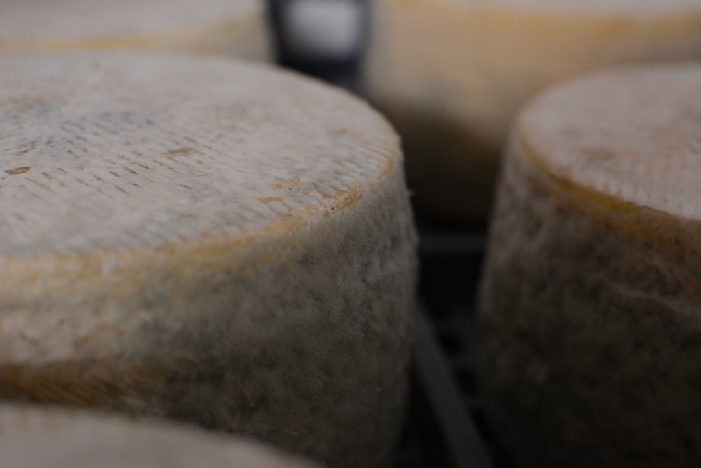 Moho Manchego cheese